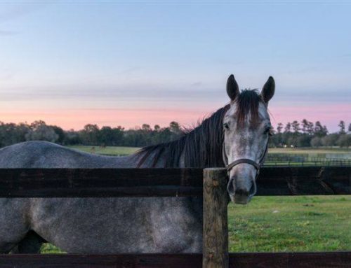 Custom Horse Barn Builder in Ocala, FL