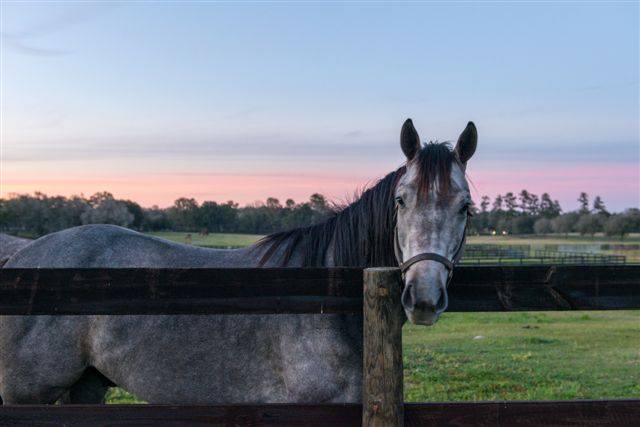 Equine Living