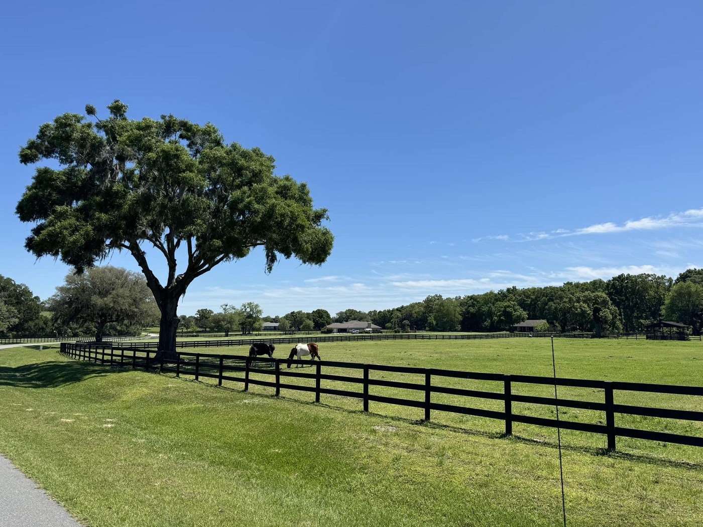 Horses Grazing